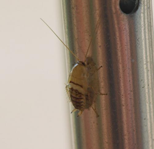 Planuncus vinzi